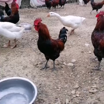 土鸡