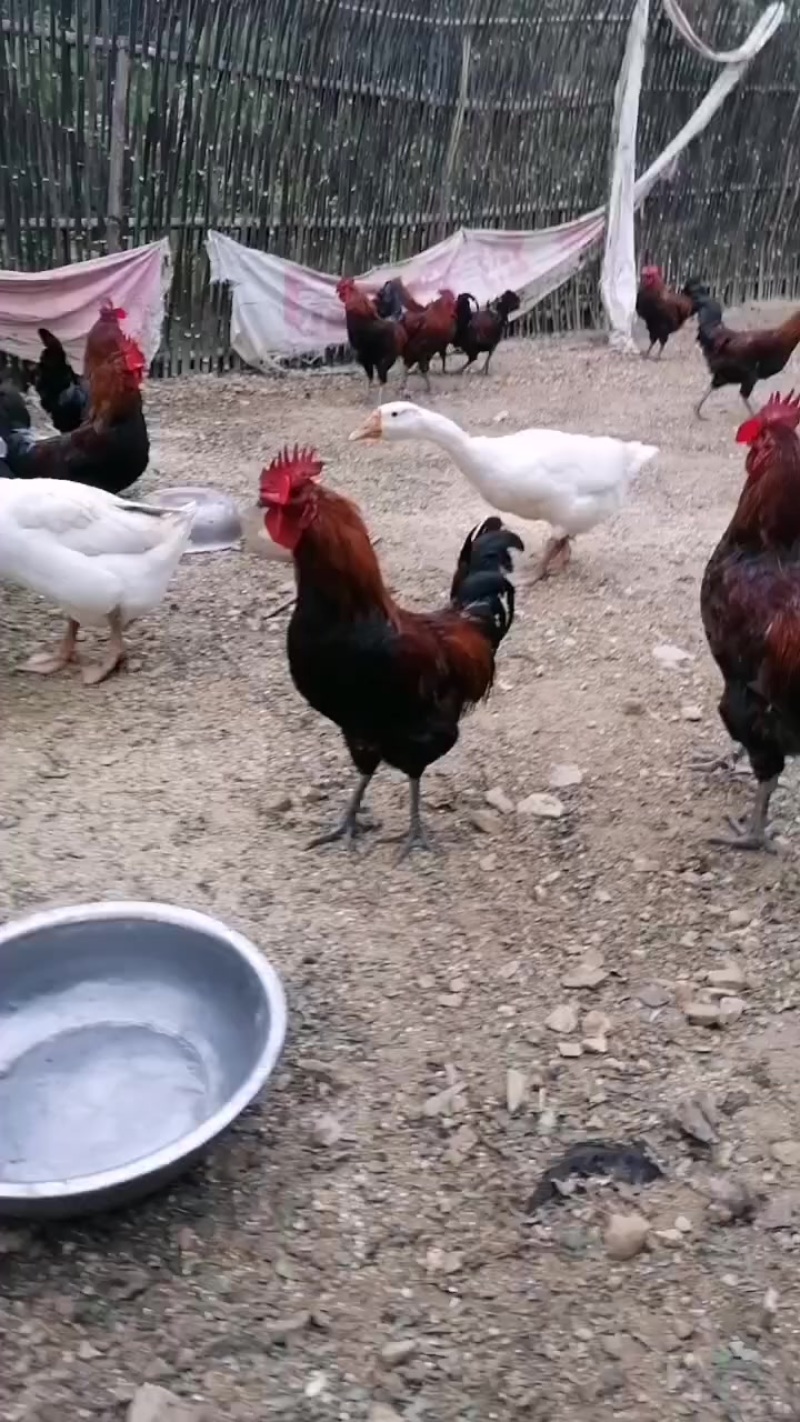 土鸡