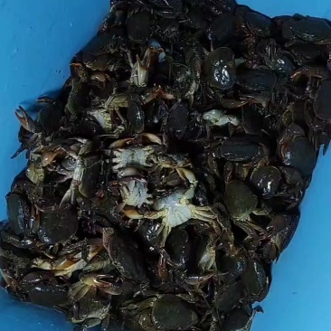 螃蟹