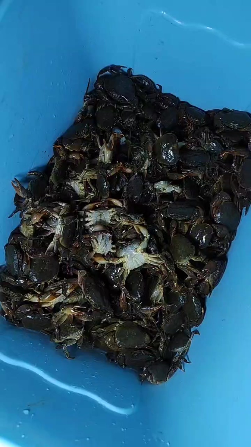 螃蟹