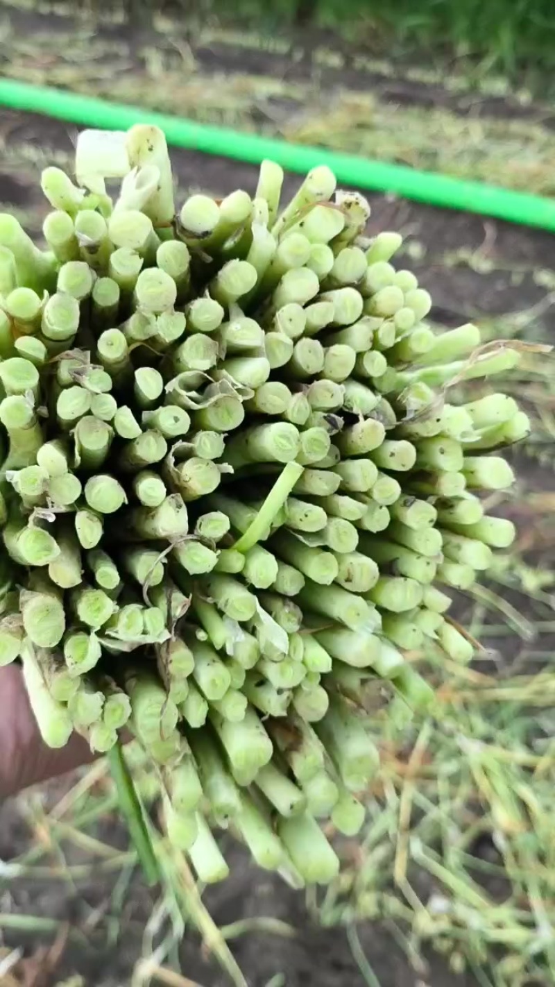 韭菜