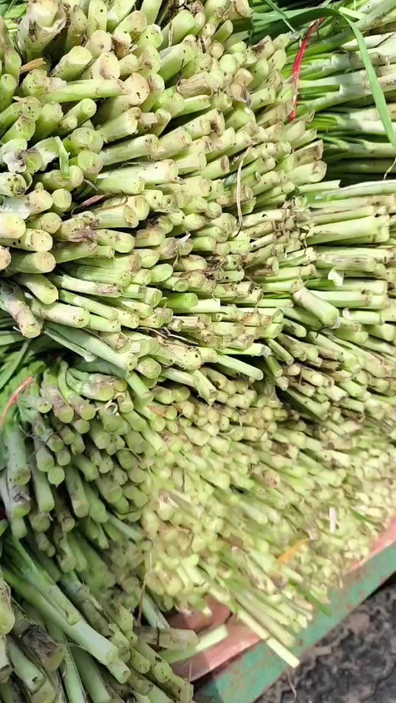 韭菜