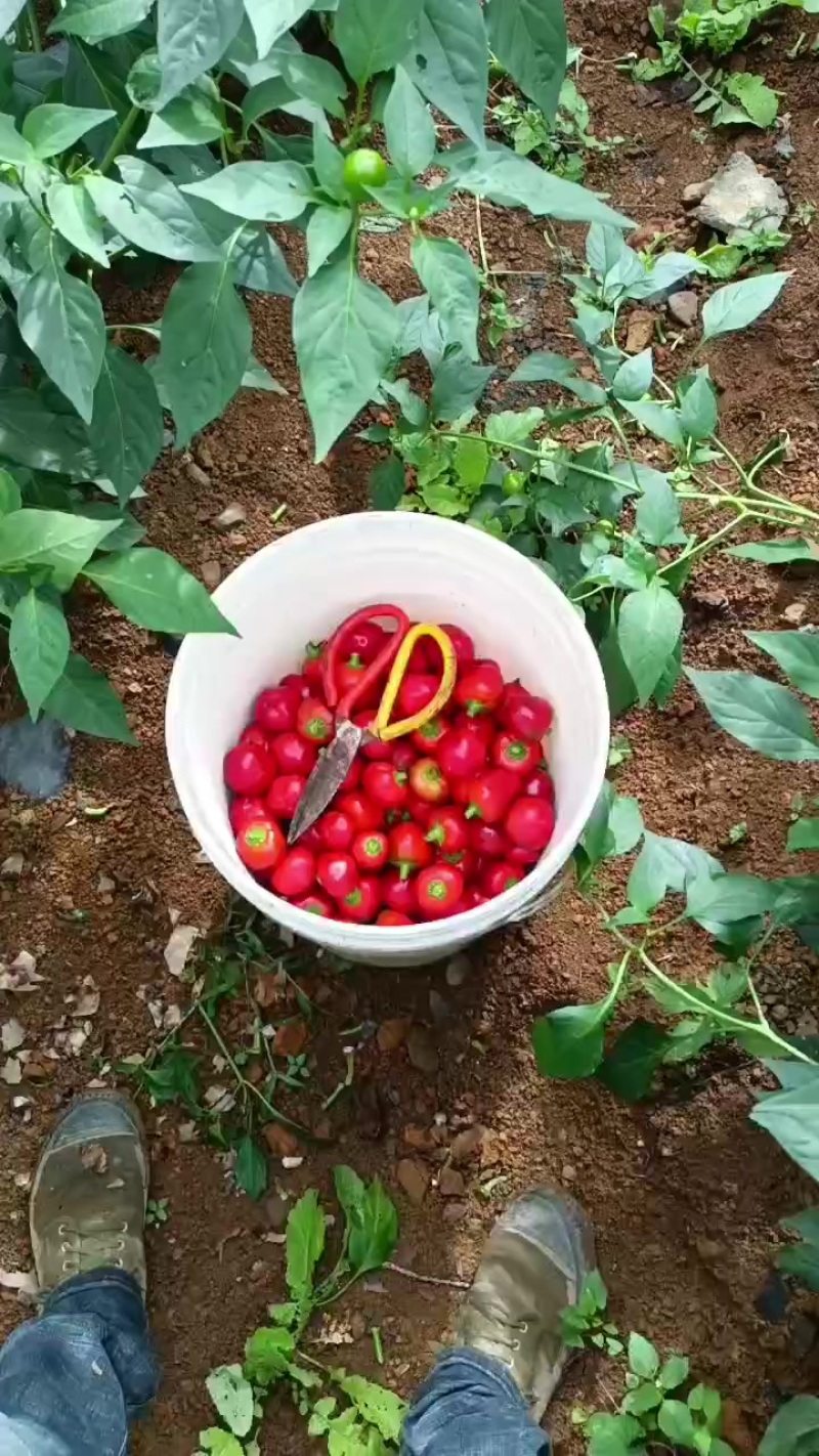 云南辣椒