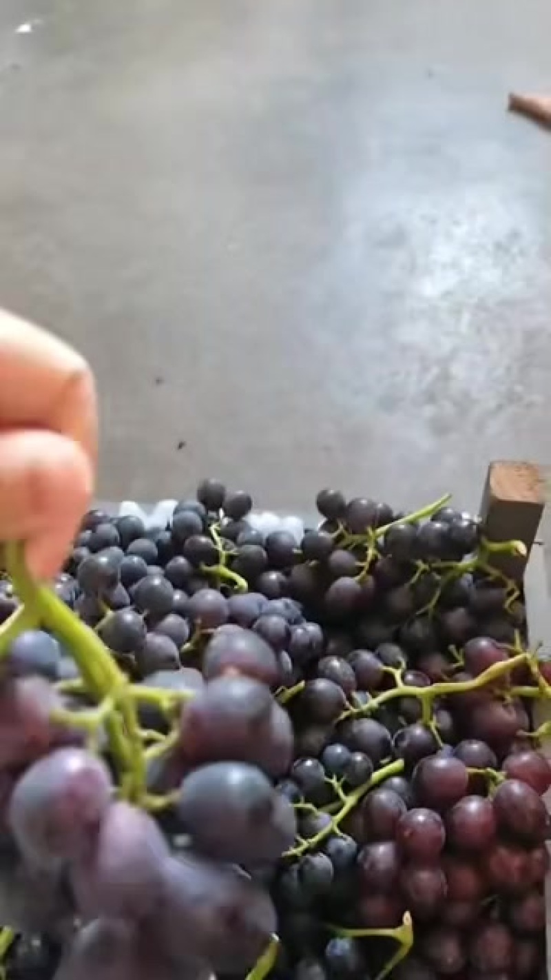 夏黑葡萄