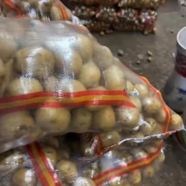 土豆二豆二两至三两半