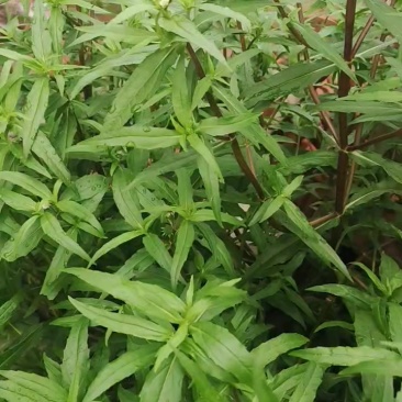 旱连草