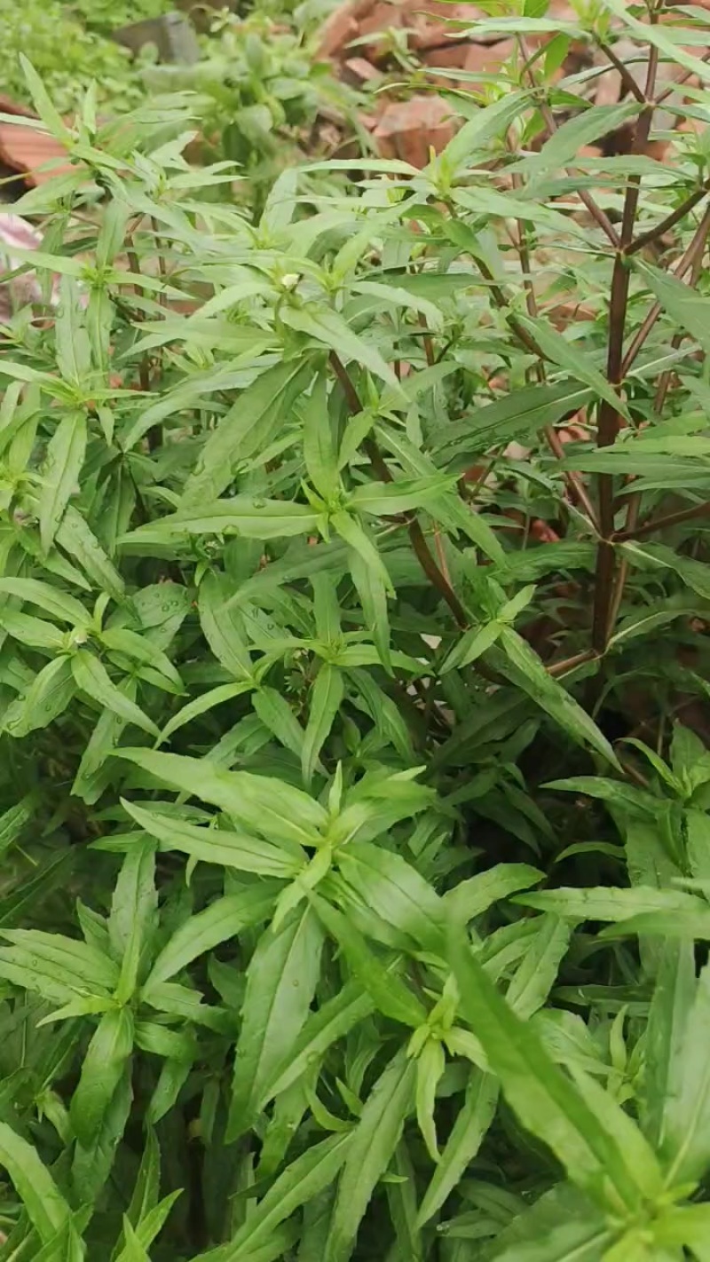 旱连草