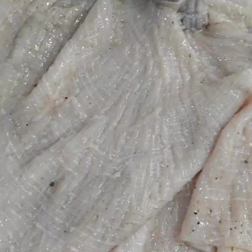 去油干净的鲜毛肚底板，鲜牛百叶底板，鲜毛肚梗子大量出货