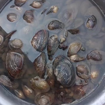 河蚌
