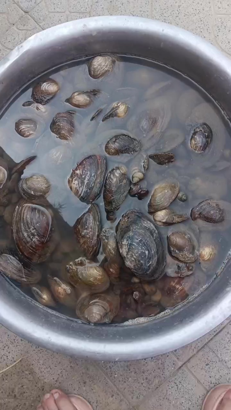 河蚌