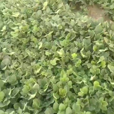 草莓苗