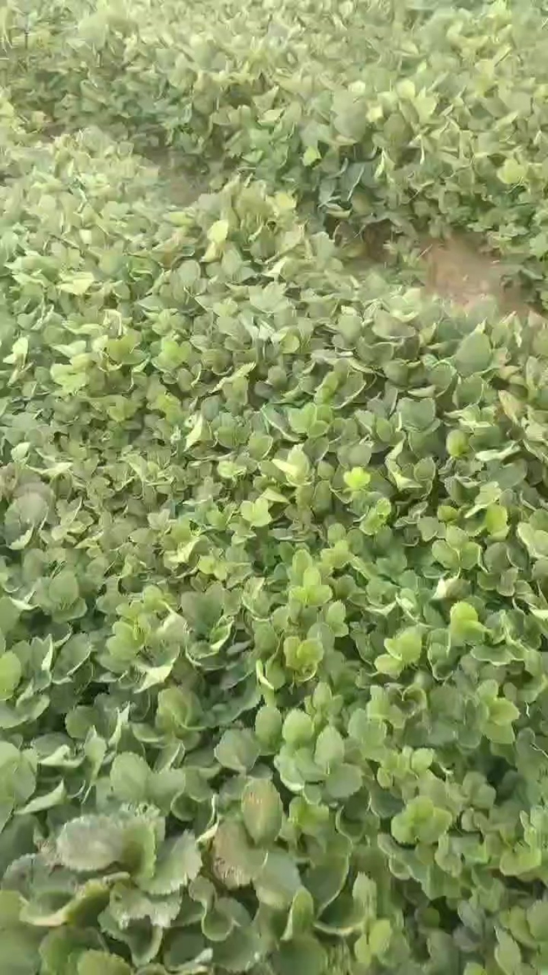 草莓苗