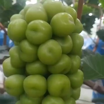 阳光玫瑰