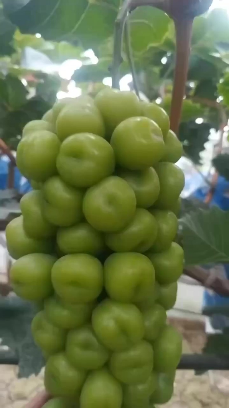 阳光玫瑰