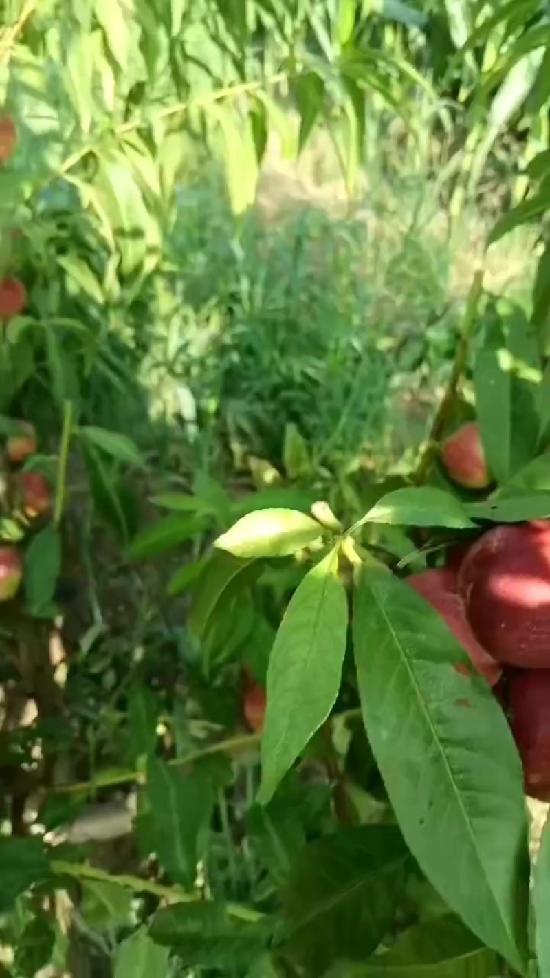 珍珠枣油桃，大量对接平台，档口，一件代发，大量招客商，