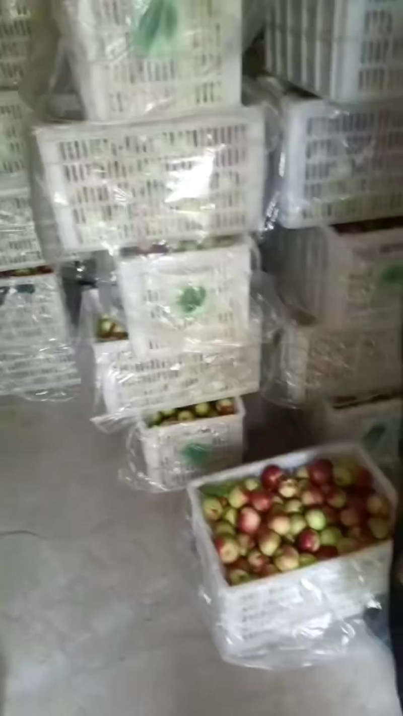 珍珠枣油桃，大量对接平台，档口，一件代发，大量招客商，