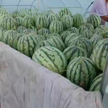美都二茬
