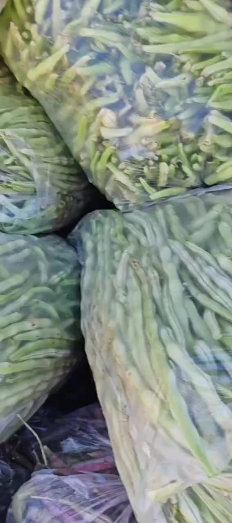 白无丝豆角大量有货