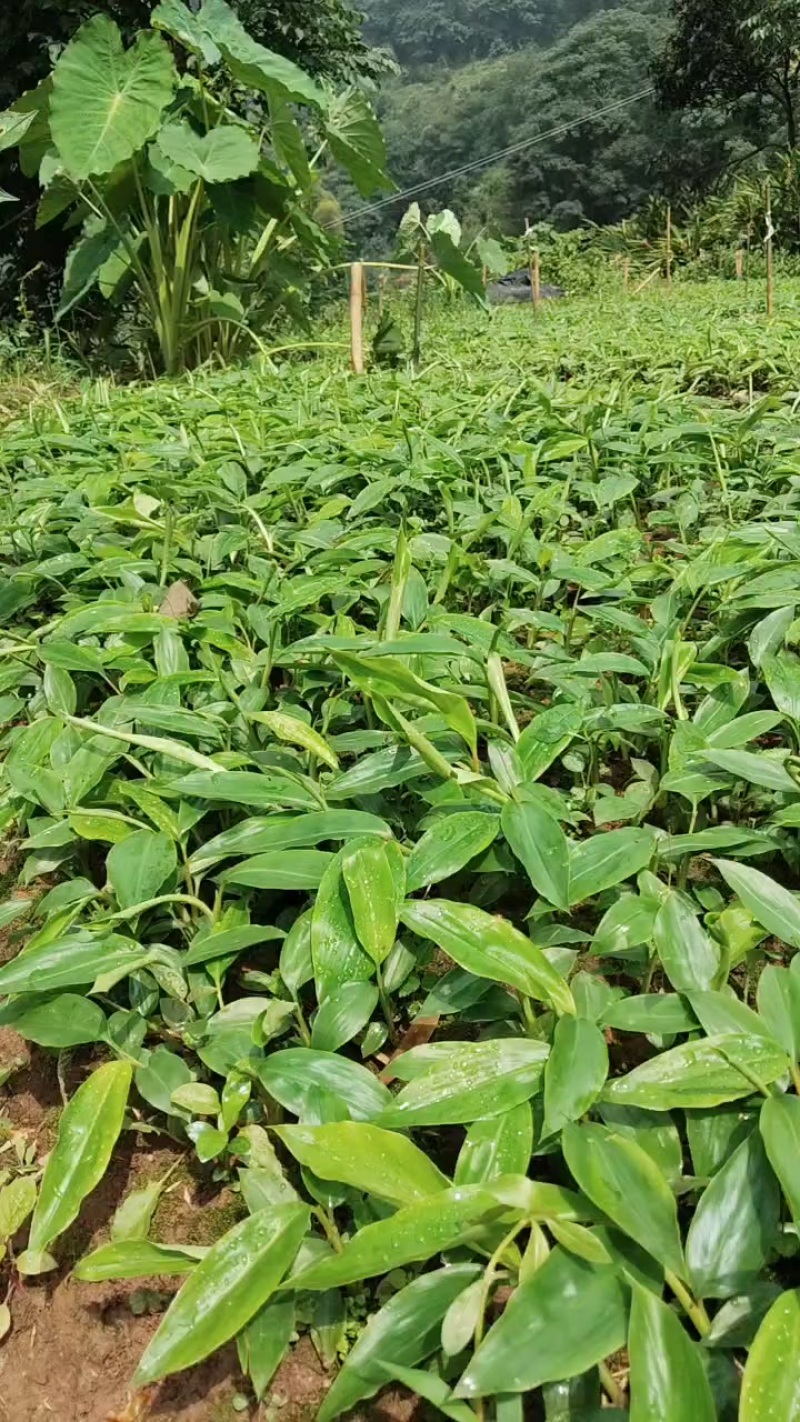 香砂仁苗