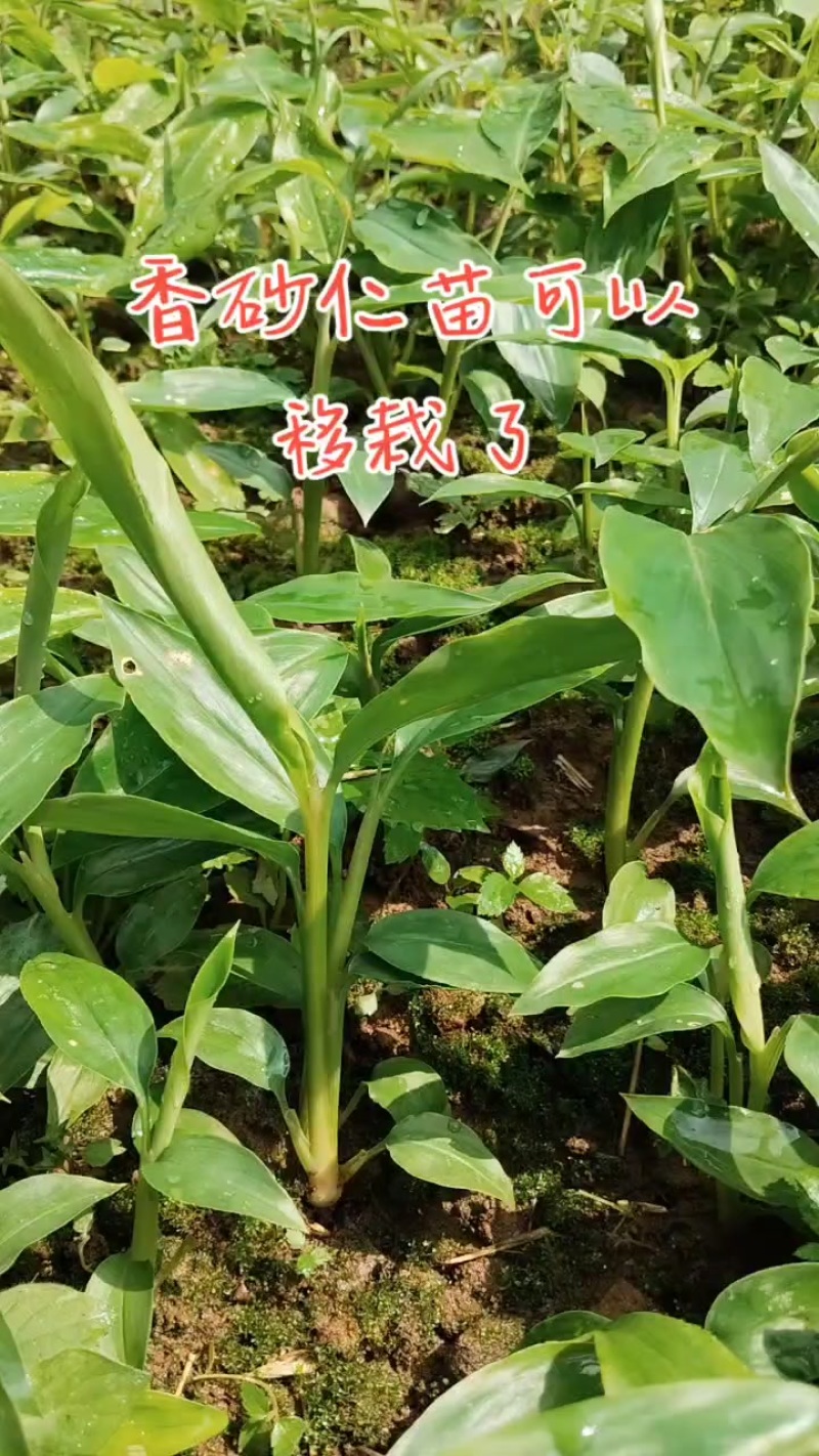香砂仁苗