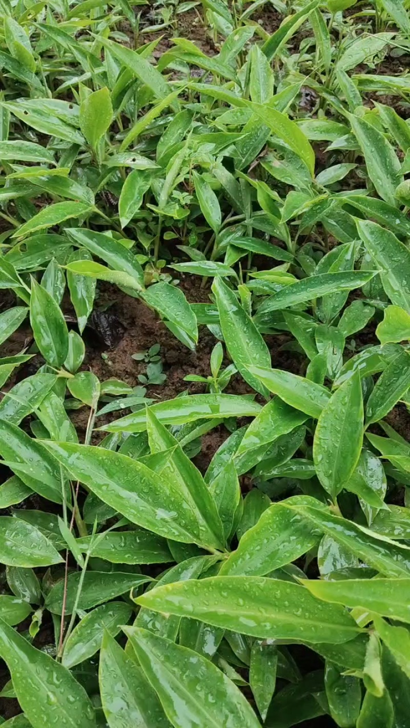 香砂仁苗