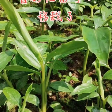 香砂仁苗