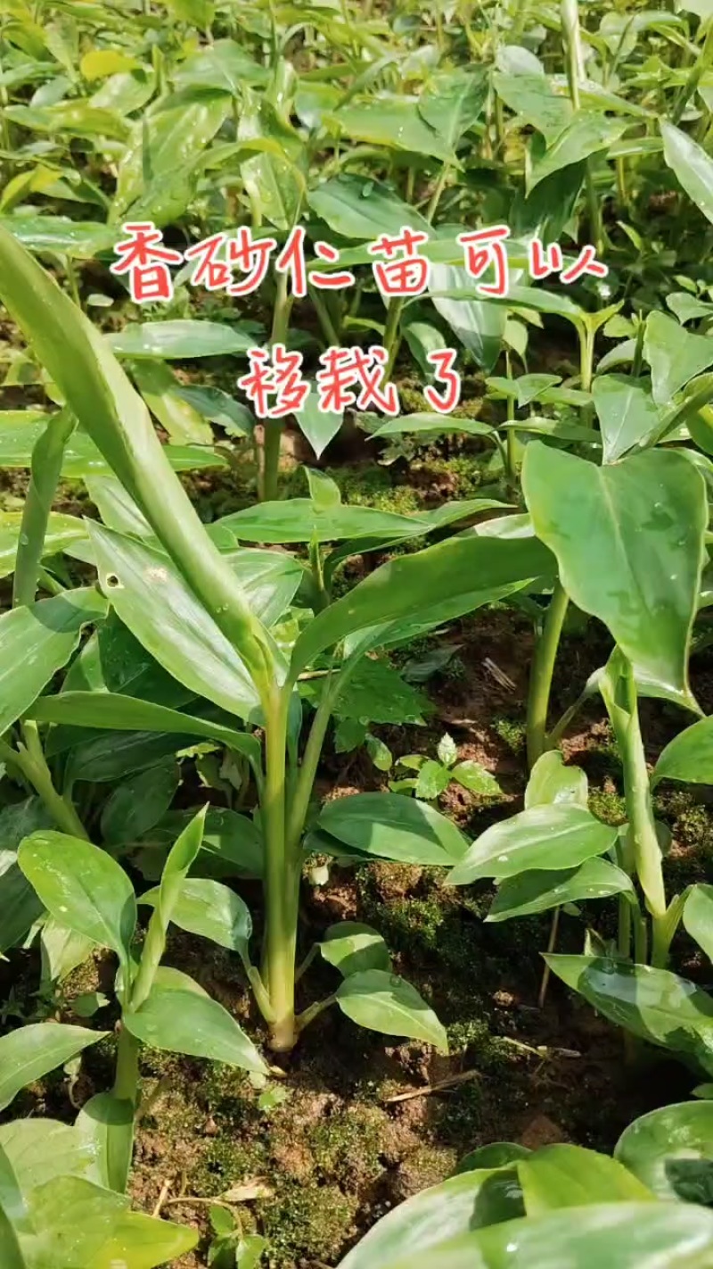 香砂仁苗