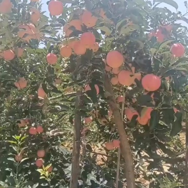 正宗旬邑红嘎啦，早熟富士，红富士，有需要的联系1559208