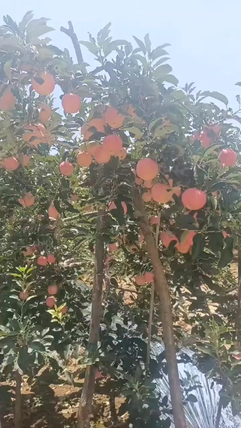 正宗旬邑红嘎啦，早熟富士，红富士，有需要的联系1559208