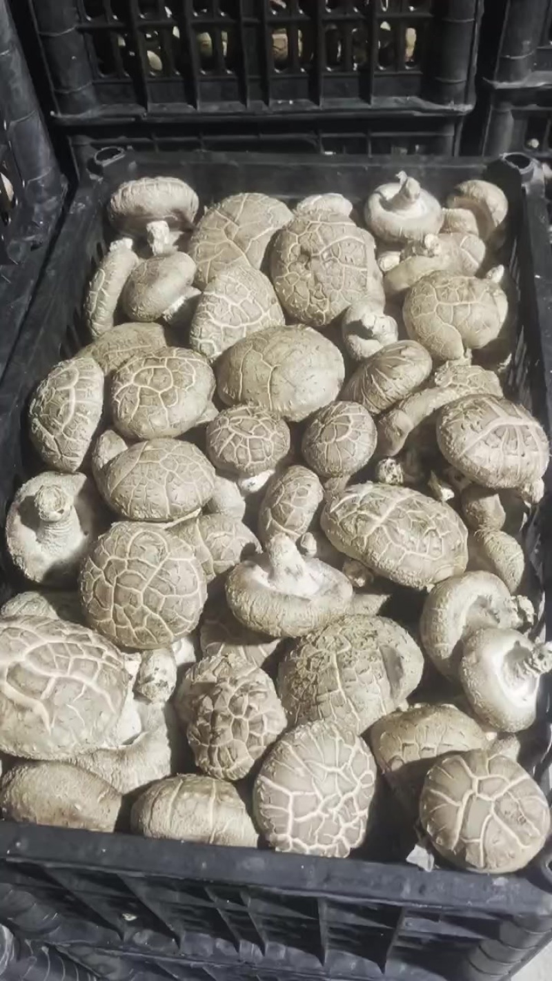 武威鲜香菇