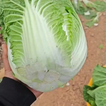 大白菜