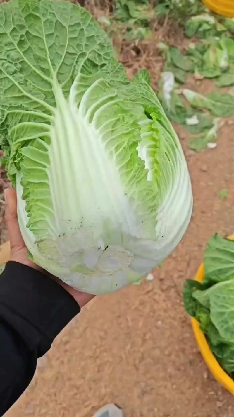 大白菜