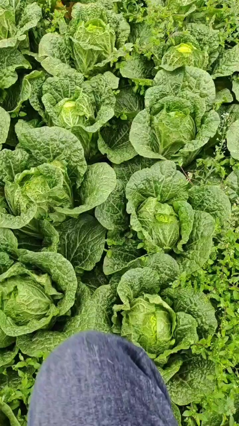 大白菜