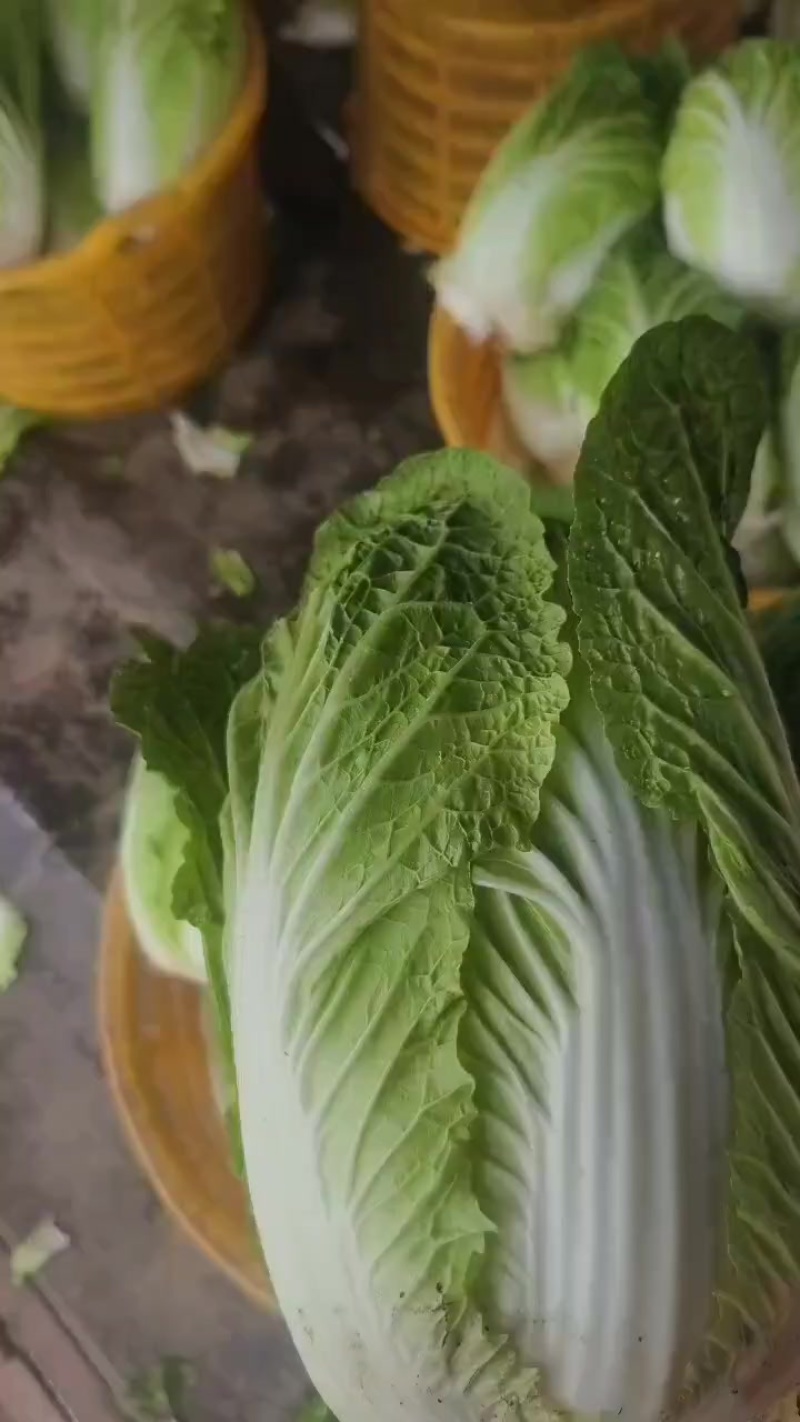 大白菜