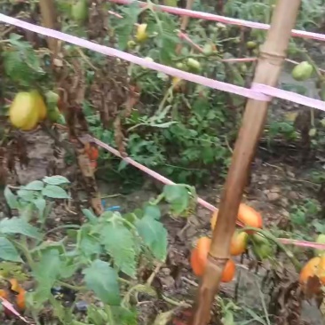 贵州长个番茄