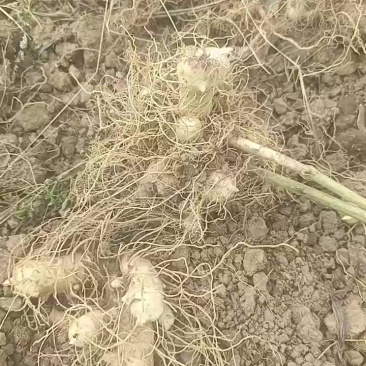 湘玉竹湖南郴州永兴高海拨玉竹