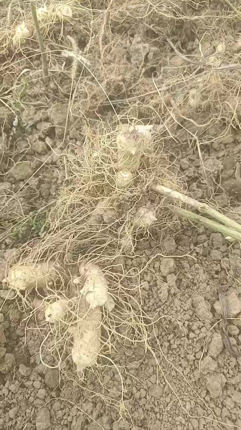 湘玉竹湖南郴州永兴高海拨玉竹