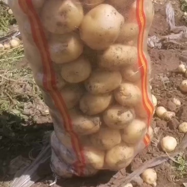 实验一土豆
