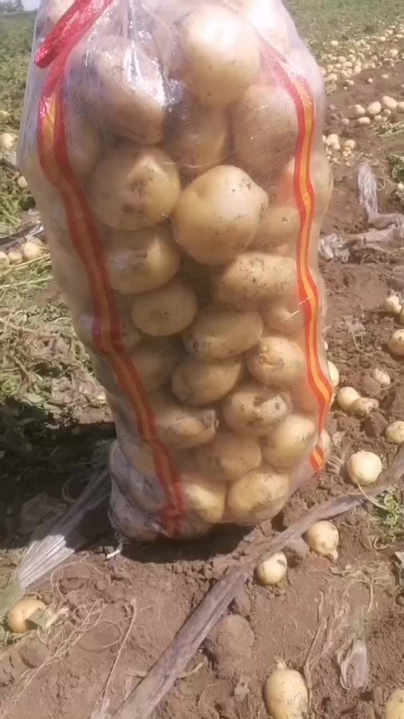 实验一土豆