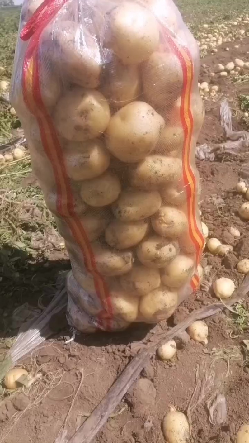 实验一土豆