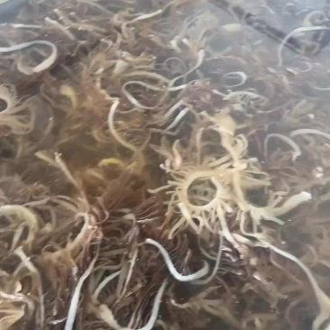 火锅食材批发