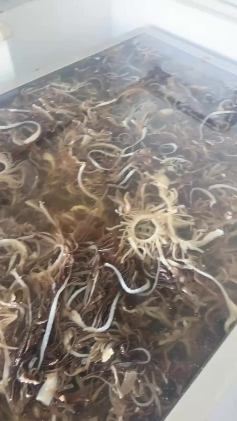火锅食材批发