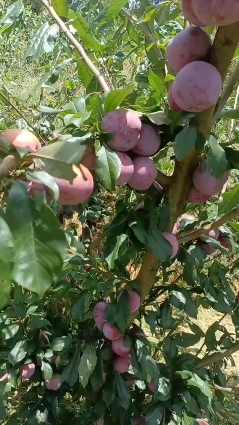 李子