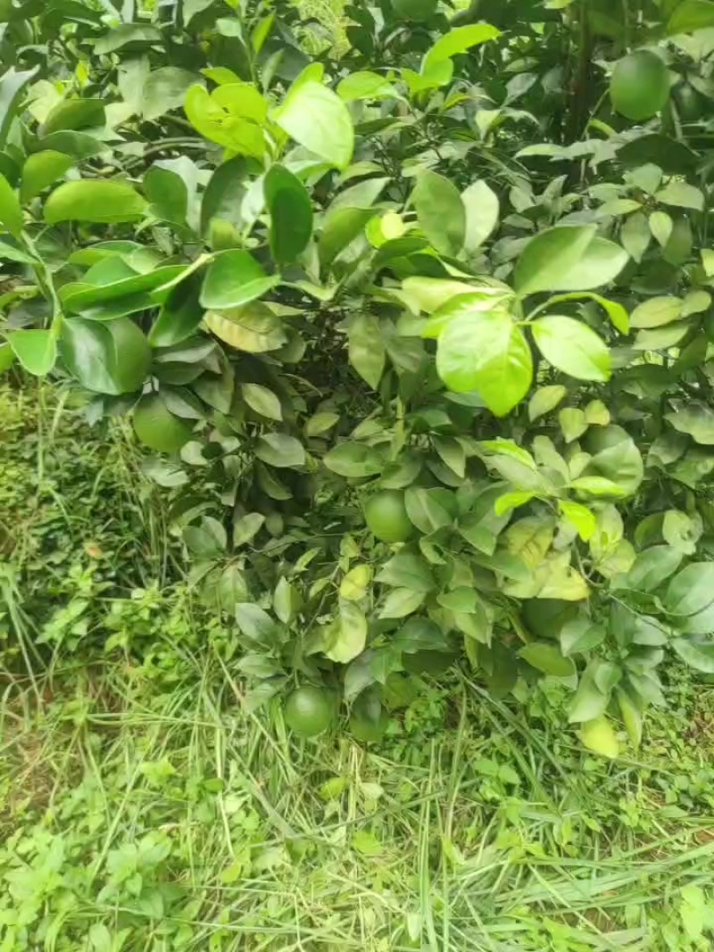 赣南脐橙预定中