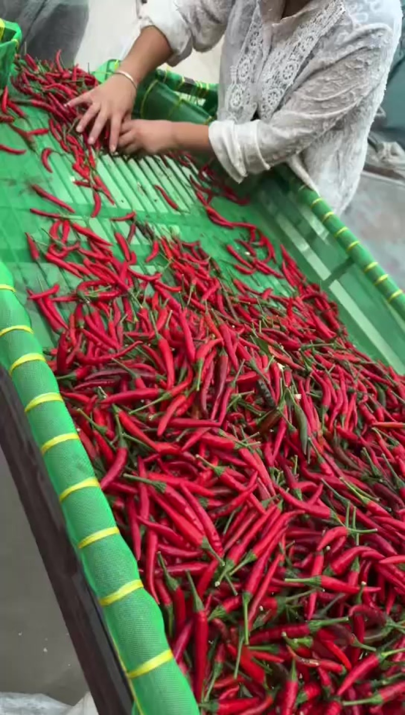 小米椒