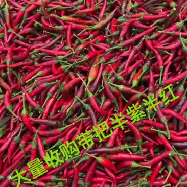 小米椒