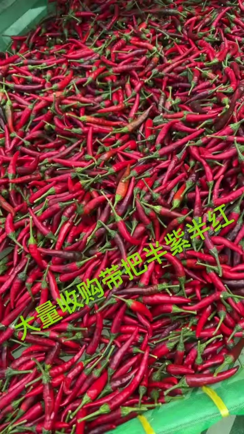 小米椒