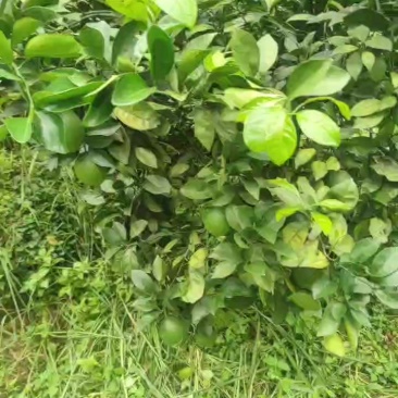 赣南脐橙预定中