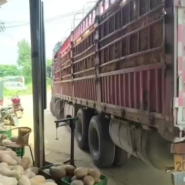 密本南瓜高品质广西贺州每天走车