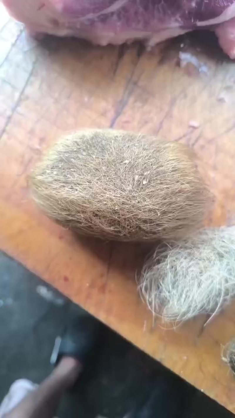 猪宝